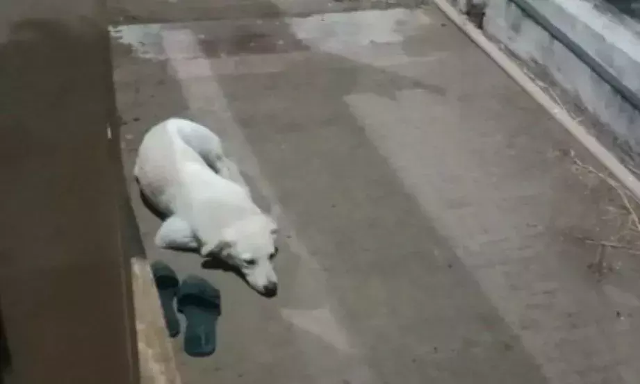 Unmindful of owners suicide, dog awaits her return in Yanam.