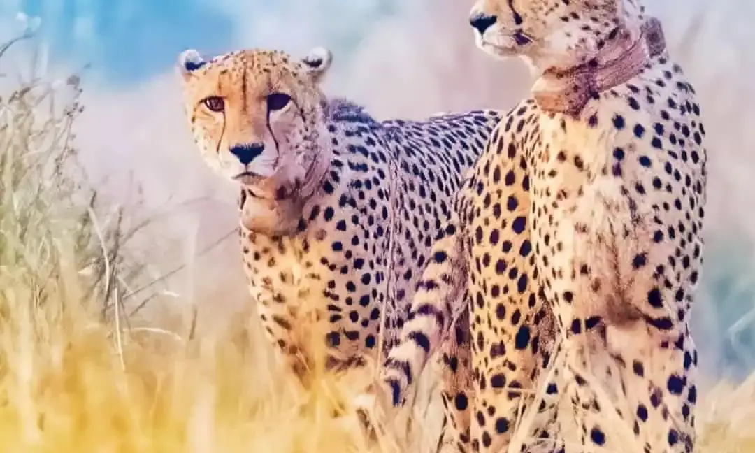Wild life experts differ over role of radio collars in cheetahs’ deaths at Kuno National Park.