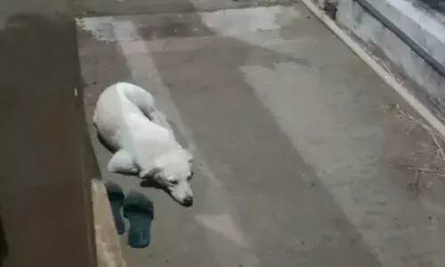 Unmindful of owners suicide, dog awaits her return in Yanam.