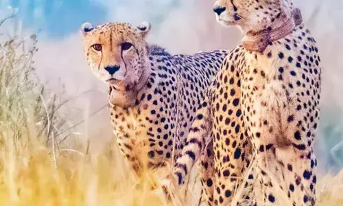 Wild life experts differ over role of radio collars in cheetahsā deaths at Kuno National Park.