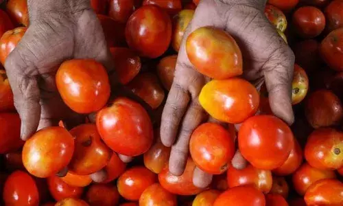 `Dish on fireā: Tomato stories are flavor of season as prices hit the roof