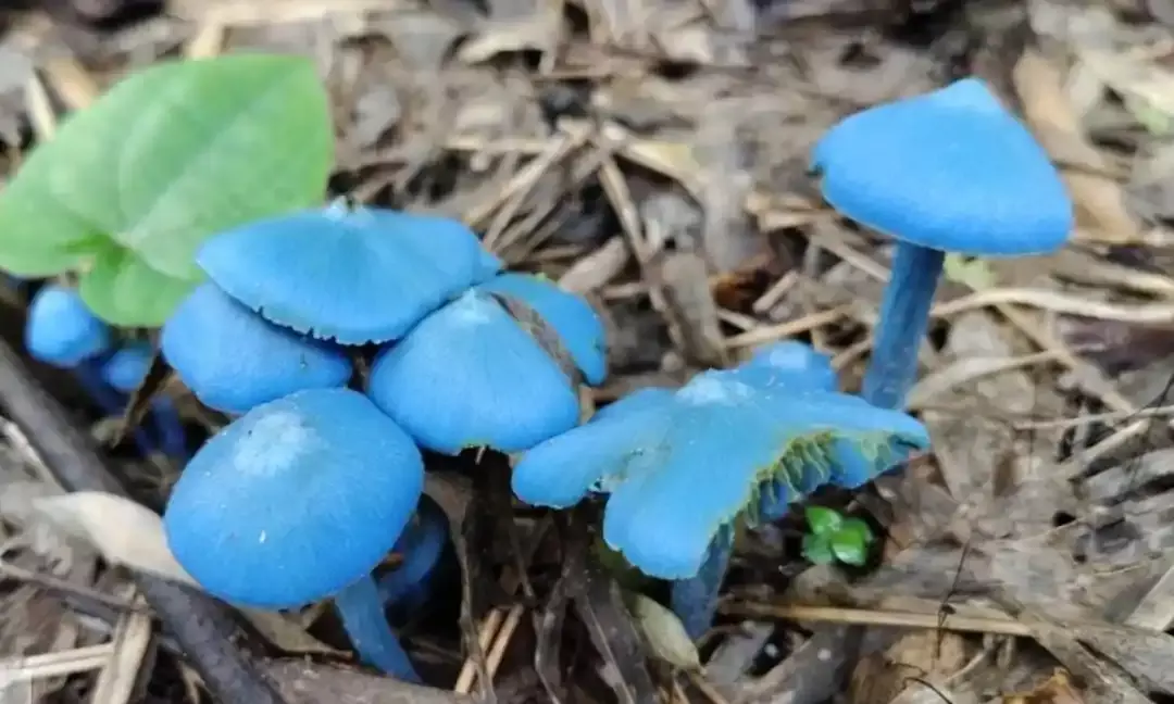 Rare Blue Pinkgill mushroom spotted for the first time in Telangana forests.