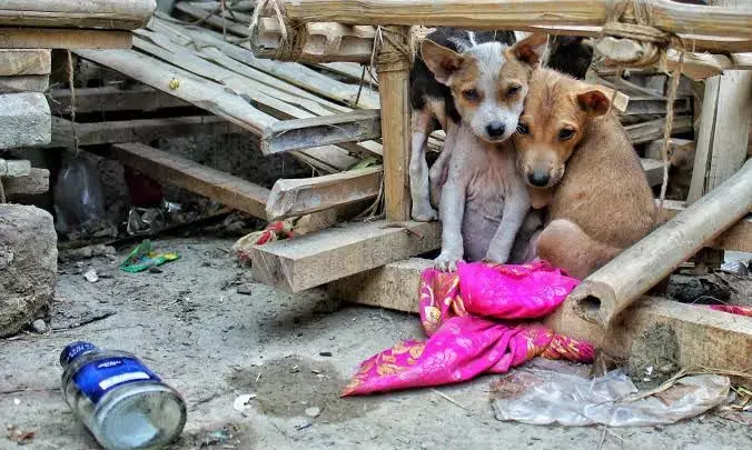 Hyderabad rains: 48 pups, dozens of abandoned kittens rescued
