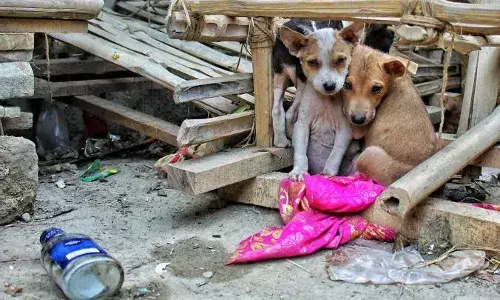 Hyderabad rains: 48 pups, dozens of abandoned kittens rescued