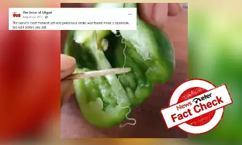 Fact Check: Viral video doesn’t show world’s tiniest venomous snake inside capsicum