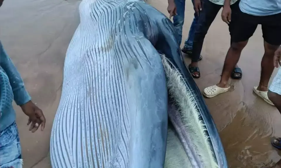 Srikakulam: Bryde’s whale traps in shallow waters, dies; carcass washes ashore