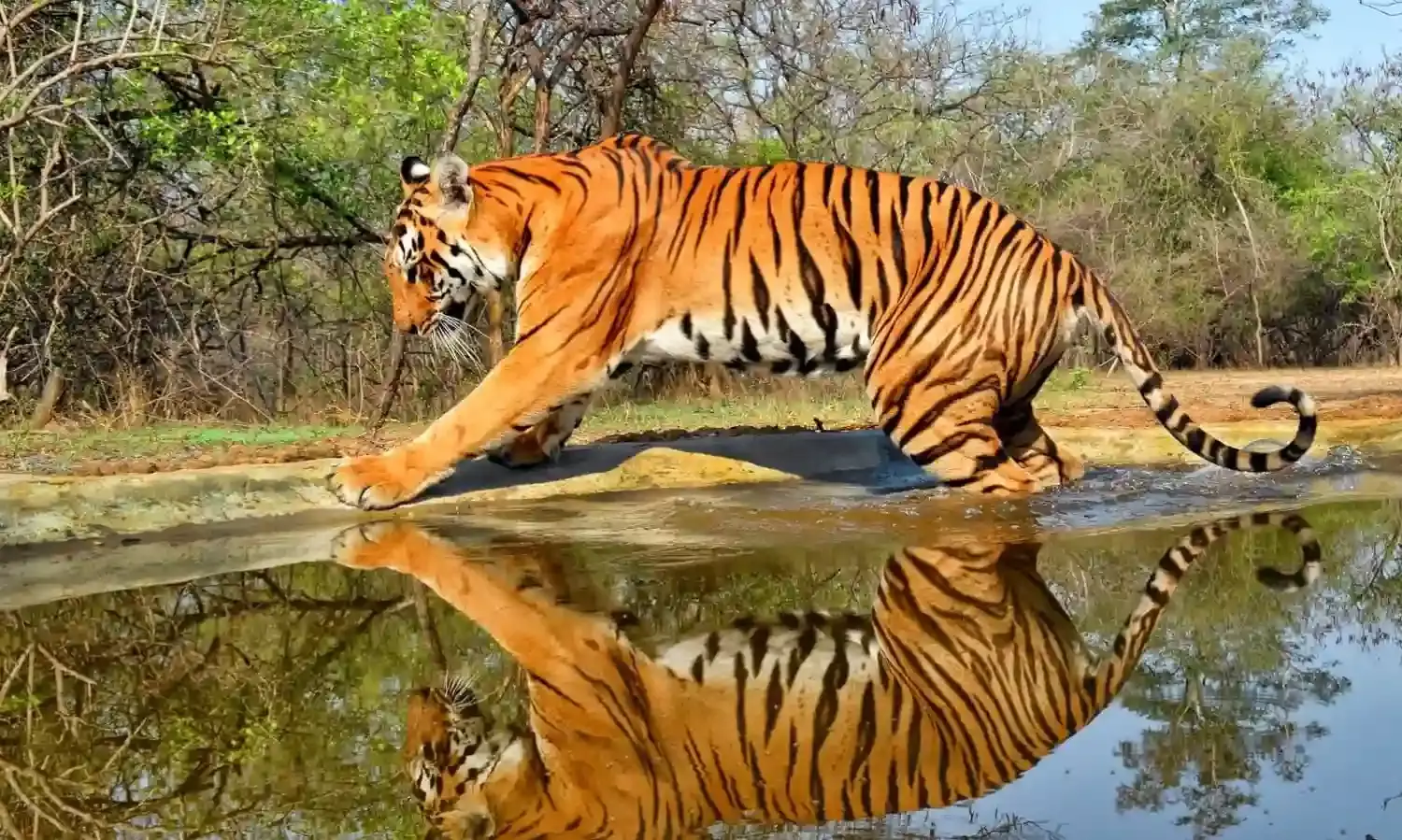 Tigers double in Andhra; green corridor from Srisailam to introduce big cats to Seshachalam