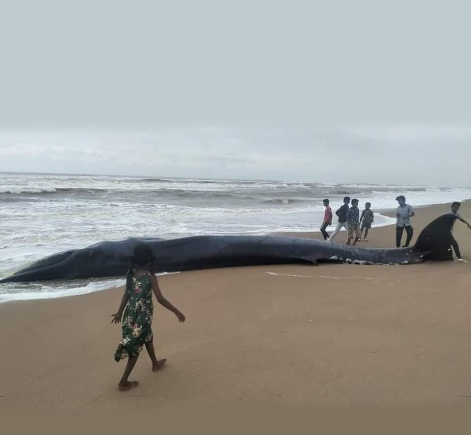 Srikakulam: Bryde’s whale carcass washes ashore at Meghavaram beach