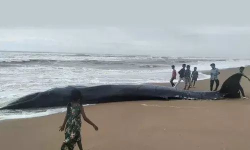 Srikakulam: Bryde’s whale carcass washes ashore at Meghavaram beach