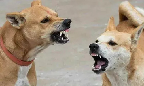 Stray dog mauls sleeping 2-month-old in Karimnagar, infant on ventilator