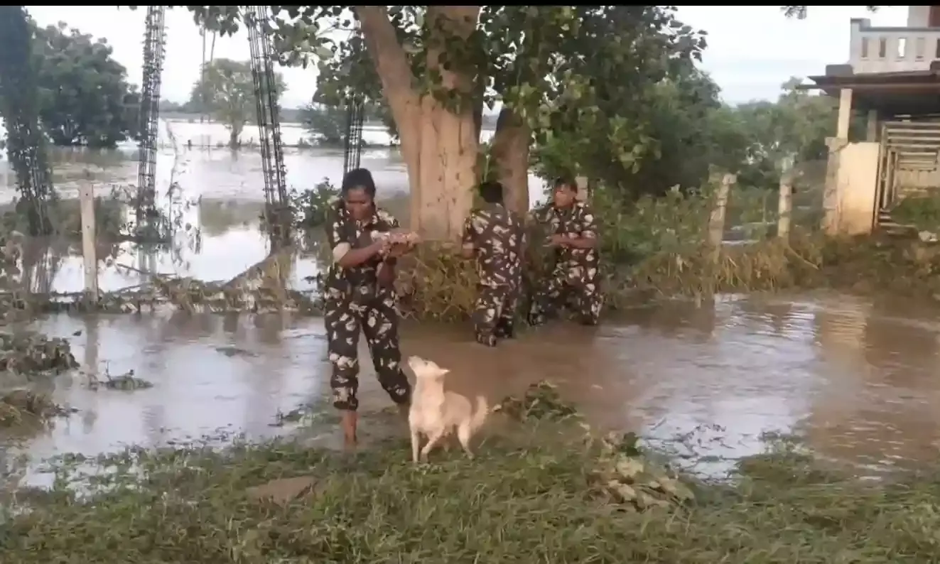 Andhra cops rescue puppies from flood waters in NTR district