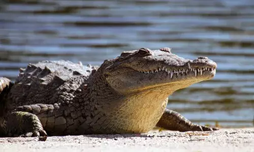TS forest officials nab poacher for selling crocodile meat in Mulugu