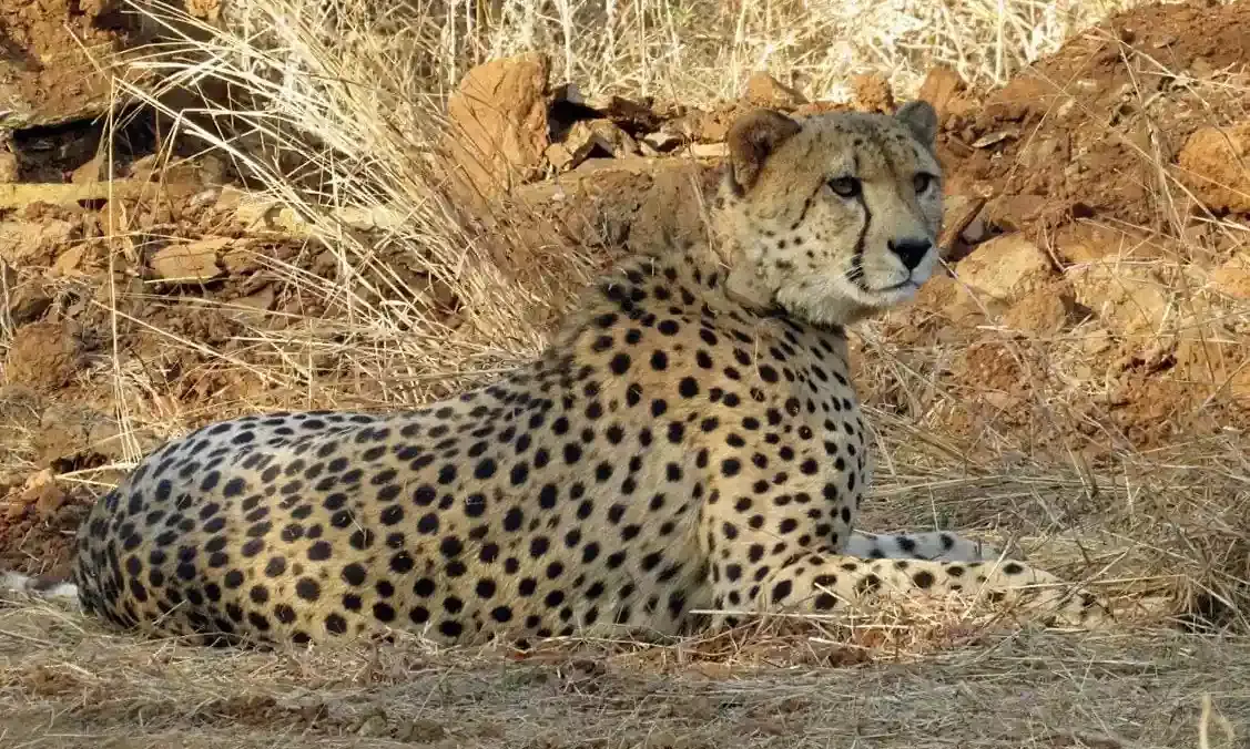 Cheetah deaths: Six of 20 big cats die; experts pitch for younger animals for relocation