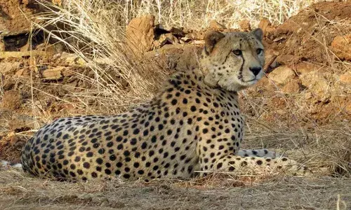 Cheetah deaths: Six of 20 big cats die; experts pitch for younger animals for relocation