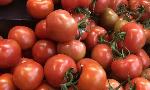 NCCF, NAFED to sell tomatoes at Rs 50 per kg amid fall in wholesale rates from Tuesday