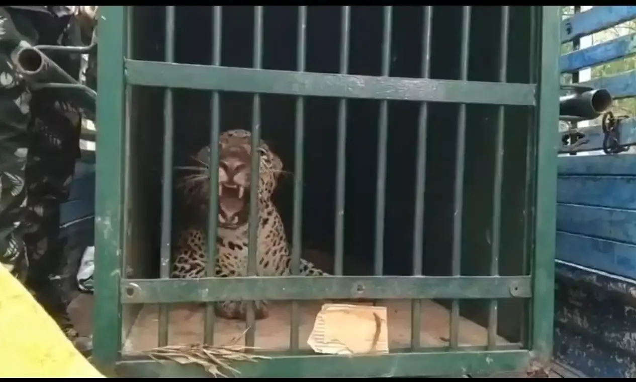 Tirumala: Female leopard, suspected to have killed 6-year-old, caught in Seshachalam forests