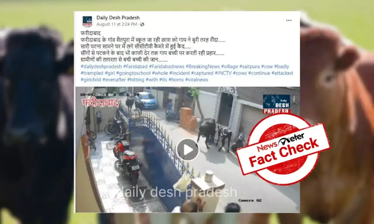Fact Check: Video of the cow attacking girl is from Chennai, not Haryana
