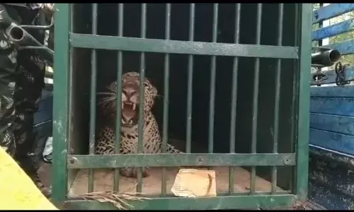 Tirumala: Female leopard, suspected to have killed 6-year-old, caught in Seshachalam forests