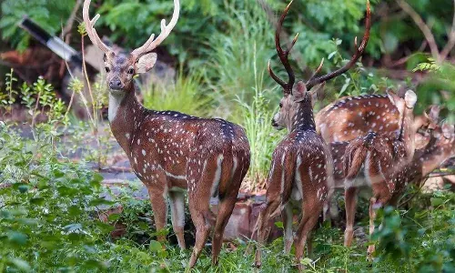 Tirumala leopard attacks: Forest department to deploy extra staff in footpath route, feeding deers prohibited