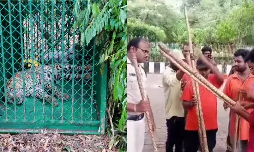 Operation Leopard: Second big cat caught in Tirupati; TTD arms pilgrims with sticks for safety