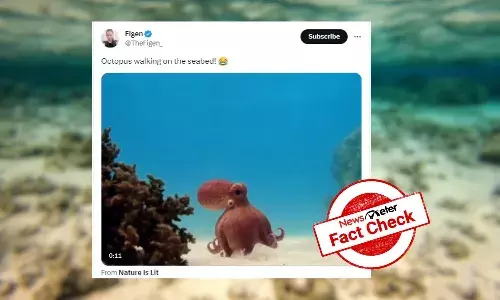 Fact Check: Optical illusion? Viral video of the octopus is not what it seems to be