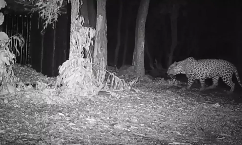 Operation Leopard: Another big cat caught in Tirumala, 4 captured so far