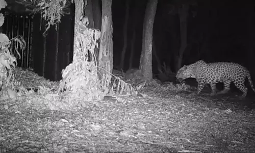 Operation Leopard: Another big cat caught in Tirumala, 4 captured so far