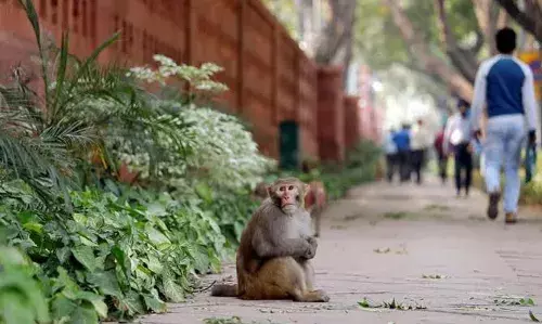 The Jungle Book: Men mimicking langurs to scare away monkeys during G20 summit in Delhi