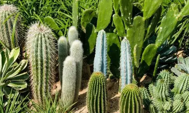 Govt to promote cactus plantations in low-irrigation areas to help treat degraded land: Giriraj Singh