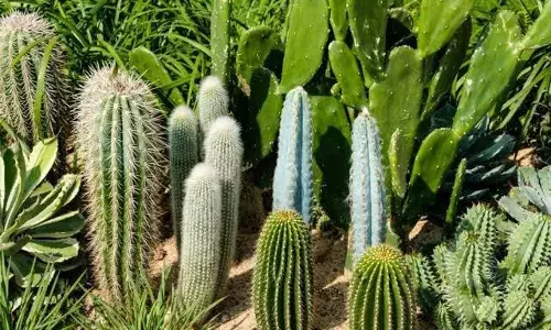 Govt to promote cactus plantations in low-irrigation areas to help treat degraded land: Giriraj Singh