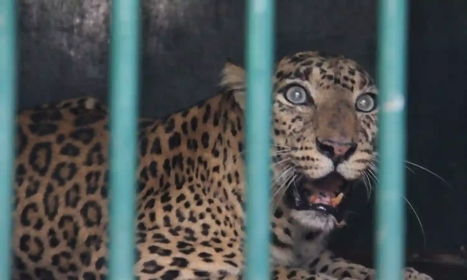 Tirumala: Another leopard caught on Tirumala-Alipiri route; TTD implements new security plan