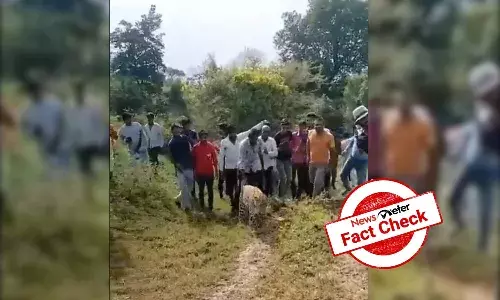 Fact Check: No, the leopard in the viral video is not drunk