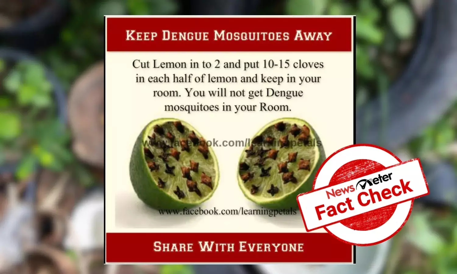 Fact Check: Can placing a clove-spiked lemon in a room keep dengue mosquitoes away?
