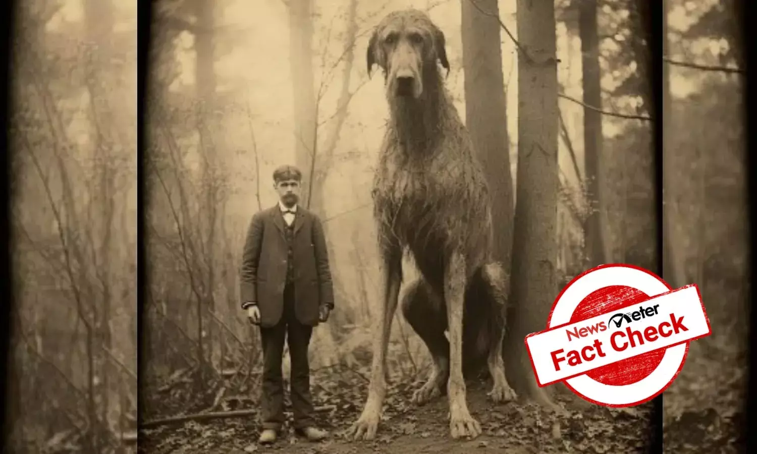 Fact Check: Is the giant Irish greyhound dog real?
