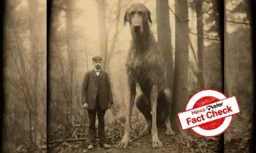 Fact Check: Is the giant Irish greyhound dog real?