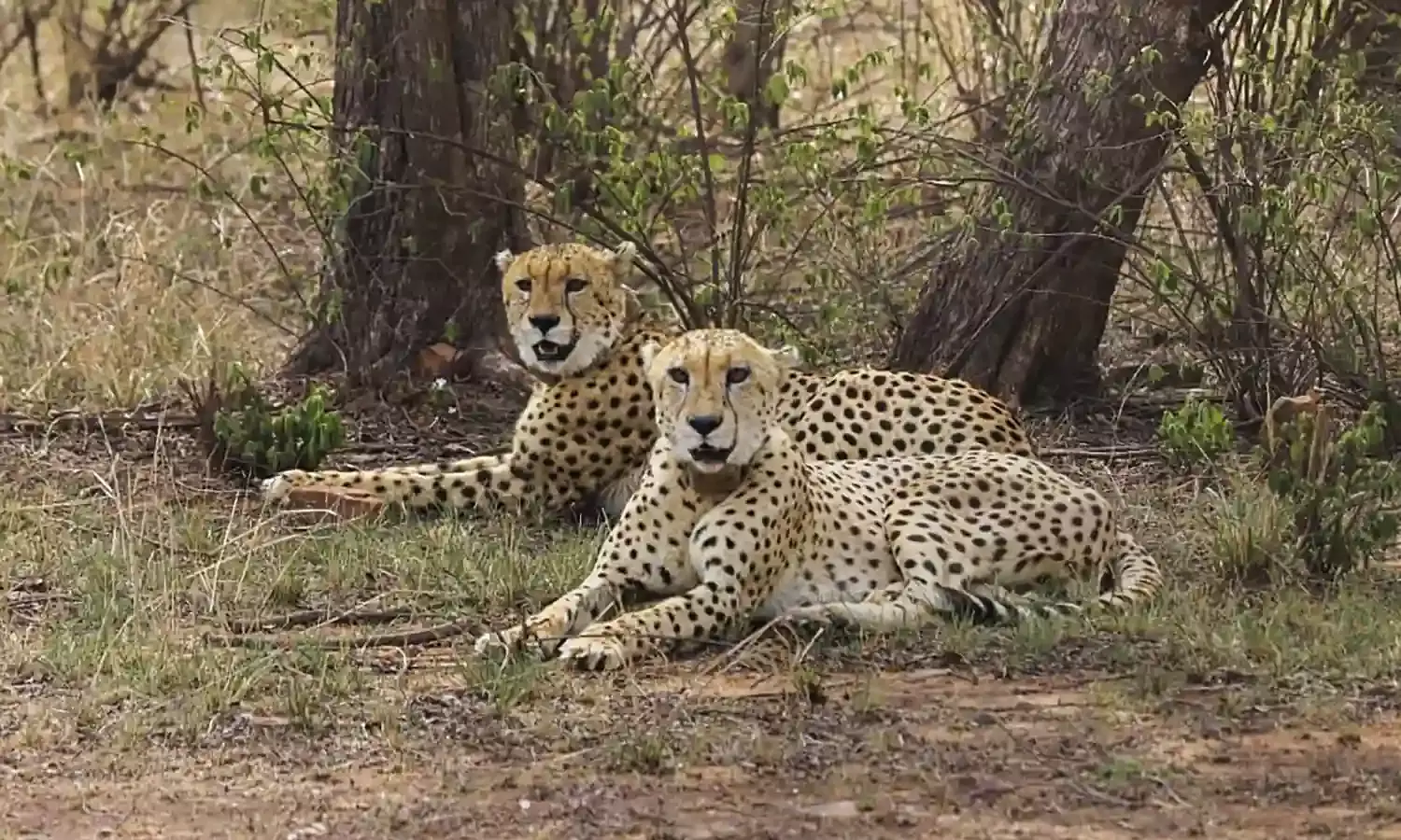 Cheetahs Vayu and Agni shifted to soft release enclsoure in Kuno National Park