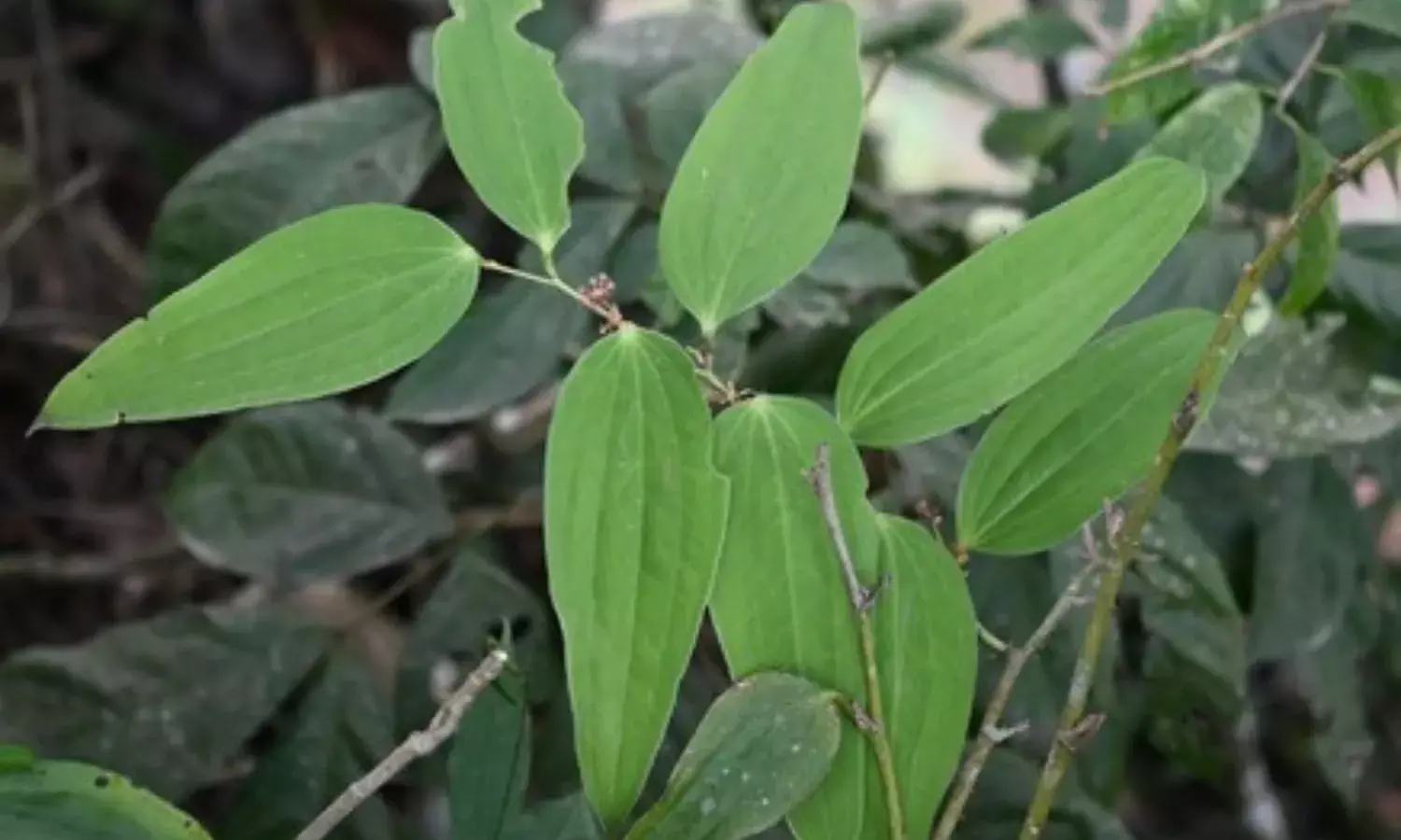 Arunachal Pradesh: Plant species smilax turbans discovered after 95 years, used for Ayurveda treatment