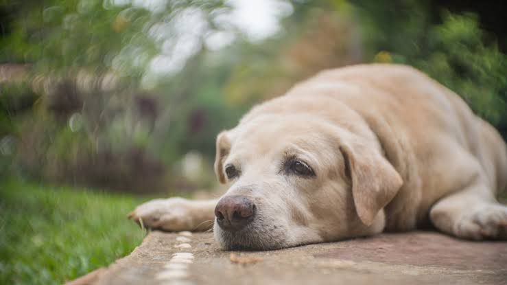 Explained: How disaster preparedness, adoption can curb pet abandonment