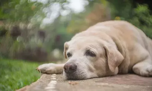 Explained: How disaster preparedness, adoption can curb pet abandonment