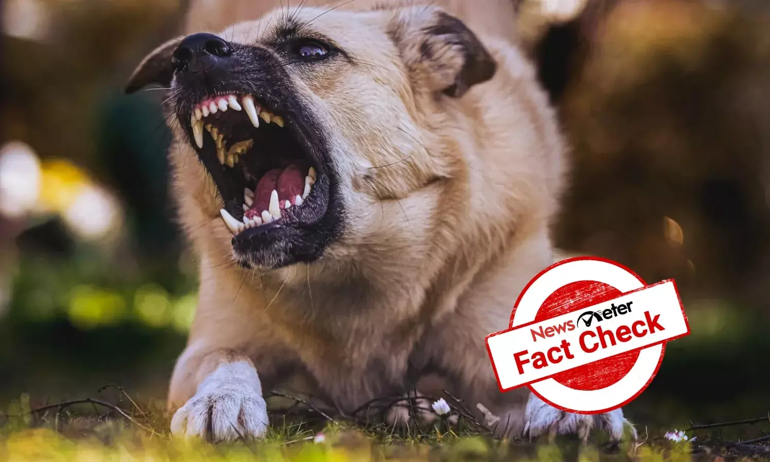 Fact Check: Viral video advising to apply catechu and salt to treat dog bite is unproven