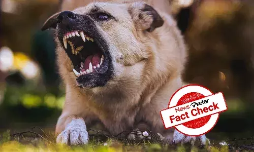 Fact Check: Viral video advising to apply catechu and salt to treat dog bite is unproven Fact Check: Viral video advising to apply catechu and salt to treat dog bite is unproven