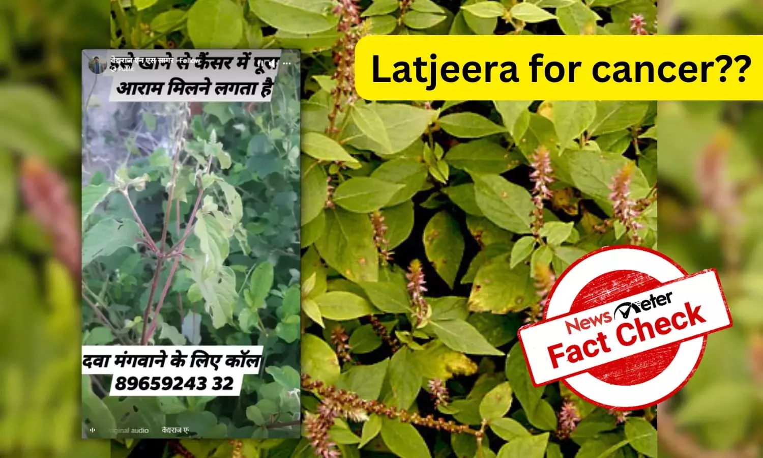 Fact Check: Can Achyranthes aspera or Latjeera cure cancer? Fact Check: Can Achyranthes aspera or Latjeera cure cancer?