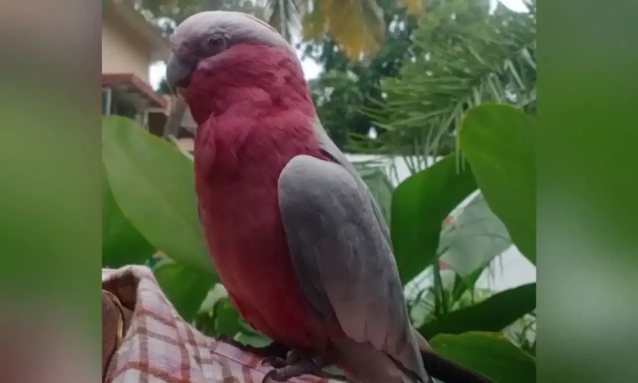 Hyderabad: Jubilee Hills police rescue missing parrot, reunite it with owner