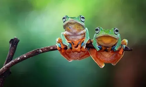 Over 40 per cent amphibians face extinction threat due to climate change, habitat loss: study