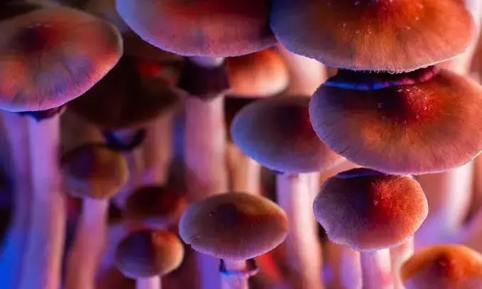Microdosing: Hyderabad doctors say psychedelic mushrooms may help individuals struggling with mental health issues