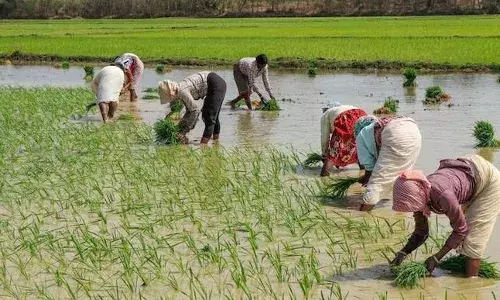 Why are TS farmers not covered under Centre’s crop insurance, HC asks State