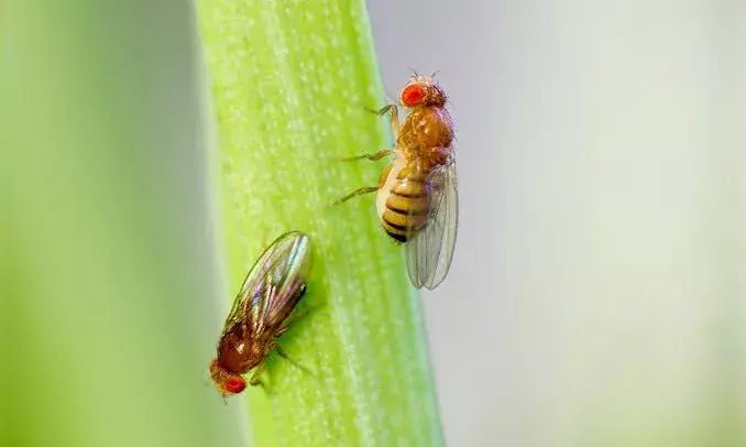 CCMB Hyderabad scientists genetically modify fruit flies to find cure for deadly brain disease