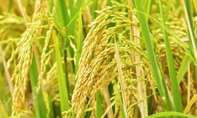 ECI asks Telangana CEO to put government’s paddy e-auction on hold