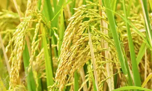 ECI asks Telangana CEO to put governmentās paddy e-auction on hold