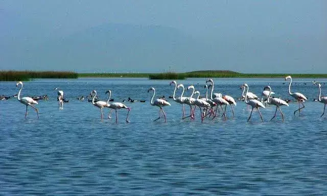 New CCMB method can measure ecosystem’s biodiversity using environmental DNA